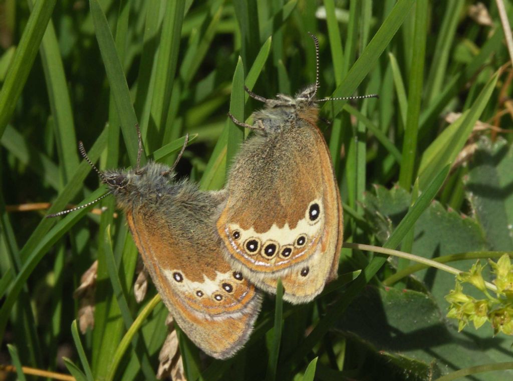 M e F  : foto di coppia